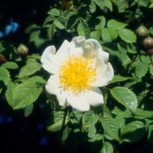 Rosa arvensis.jpeg