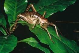 Weta.jpg