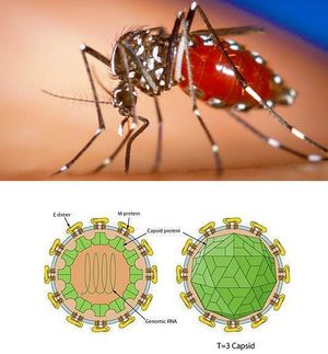 Agente trasmisor y estructura virus zika.JPG
