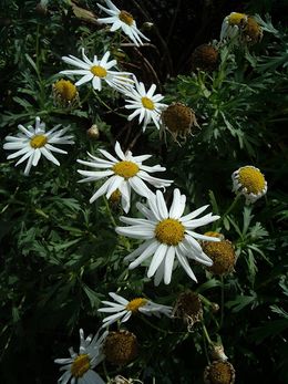 Argyranthemum winteri.JPG