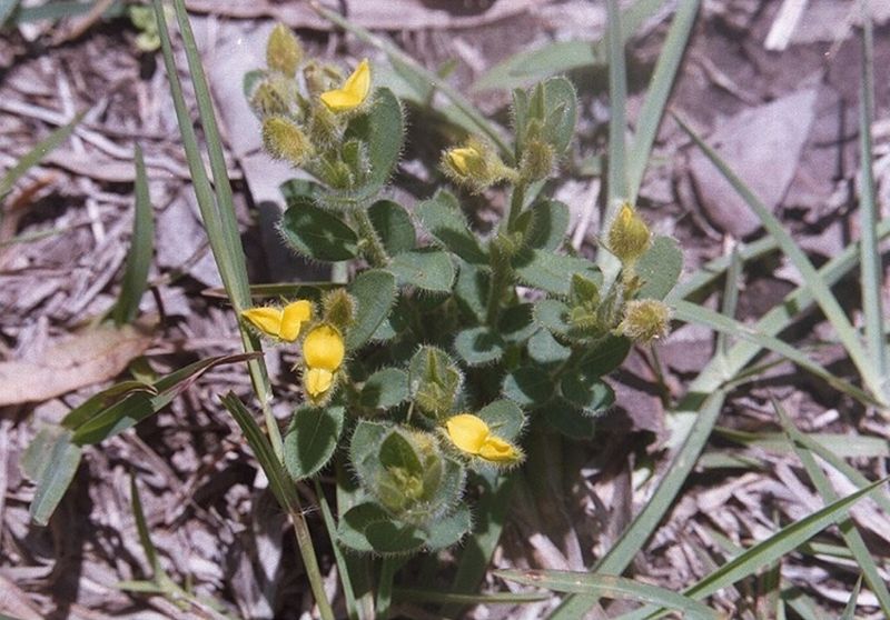 Archivo:Crotalaria brevis.jpeg
