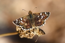 Pyrgus cirsii 23562W.JPG