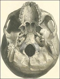 Cráneo 2.JPG