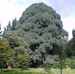 Pinus montezumae.jpg