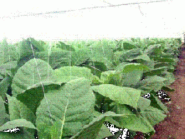 Tabaco.GIF
