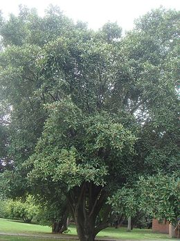 Ficus americana.JPG