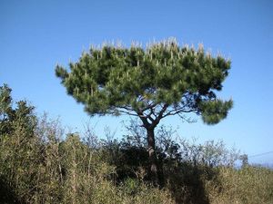 Pinus luchuensis.jpg