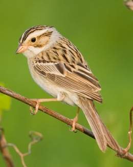 Clay colored sparrow-3641.jpg