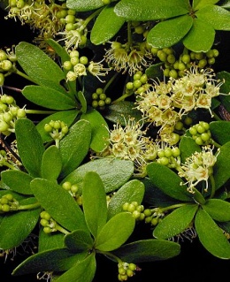 Combretaceae.JPG