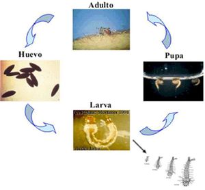 Fiebre amarilla (Medium).jpg