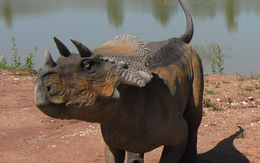 Avaceratops.jpg