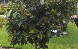 Ficus costaricana.jpg