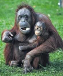 Orangutanes.jpg