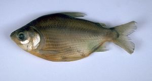 Psectrogaster amazonica.jpg