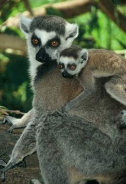 Lemur-de-cola-anillada.jpg