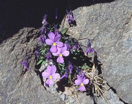 Viola cheiranthifolia.jpg
