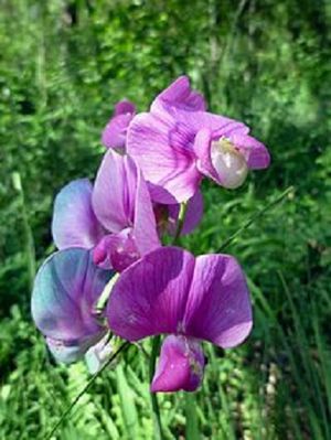 220px-LATHYRUS LATIFOLIUS - LLANERA - IB-594 (Pèsol bord).JPG