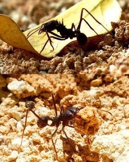 Hormiga-insecto-artropodo-foto-abel-rojas-barallobre.jpg