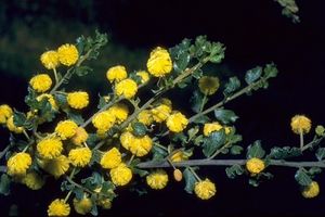 Acacia dictyoneura.jpg