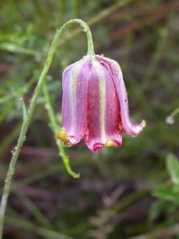 Fritilaria.jpg