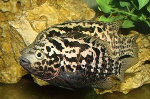 Fish-nandopsis-tetracanthus-cuban-biajaca.jpg