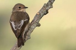 Papamoscas Cerrojillo.jpeg