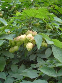 Staphylea pinnata.JPG