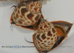 Buccinulum corneum.jpeg