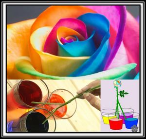 Rosaarcoiris.jpg