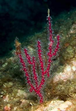 Alcyonium coralloides.jpg