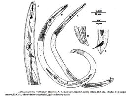 Helicotylenchus erythrinae.jpg