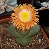 Pleiospilos nelii.jpg