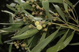 Acacia handonis.jpg