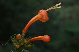 Ipomoea hastigera 1.jpeg