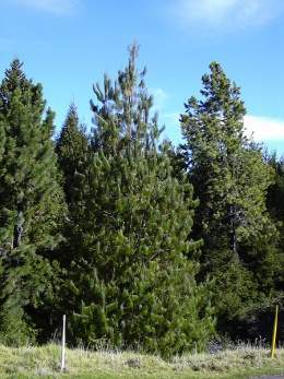 Pinus patula.jpg