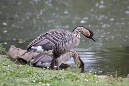 Barnacla hawwaina.jpg