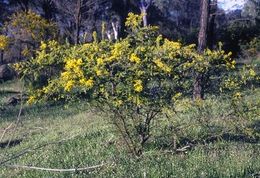 Acacia cuneifolia.jpg