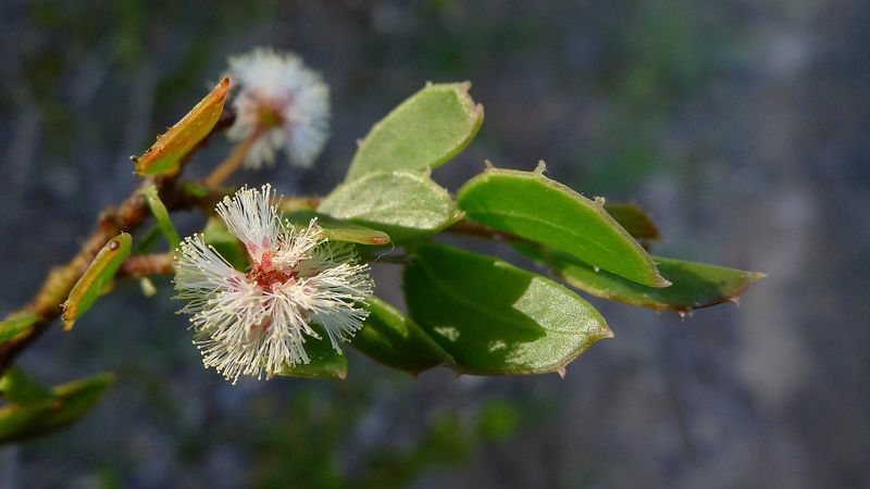 Archivo:Acacia hispidula 2.jpg