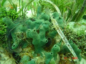 Amphimedon viridis.jpg