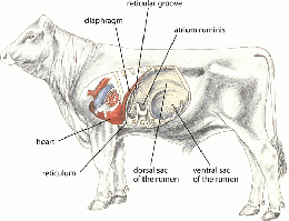 DIG reticulum diaphragm heart-pericardium cow.gif