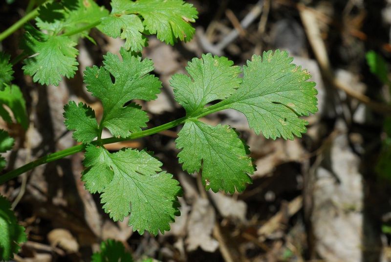 Archivo:Coriandrum sativum 2.jpg