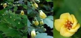 Kirengeshoma-palmata.jpg