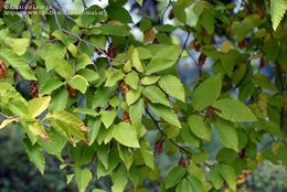 Ostrya-carpinifolia-Scop.-371250.jpg