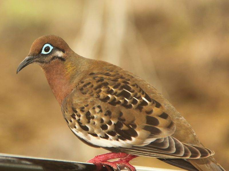 Archivo:Zenaida galapagoensispinta.jpg