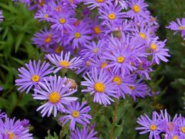 Aster escocia 2.jpg