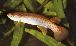 Rivulus xanthonotus.jpg
