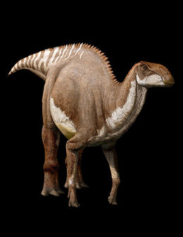 Brachylophosaurus.jpg