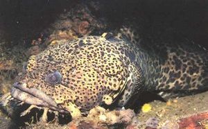 Opsanus pardus.jpg