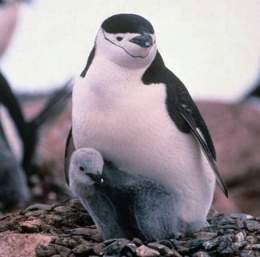Pinguino de barbijo.jpg