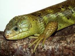 Corucia-zebrata.jpg
